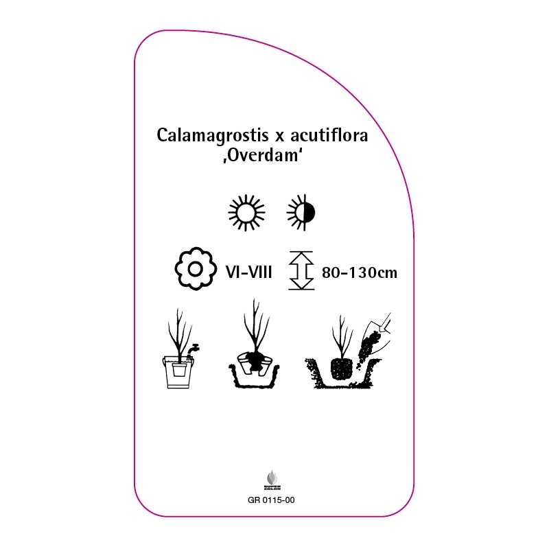 calamagrostis-x-acutiflora-overdam-0