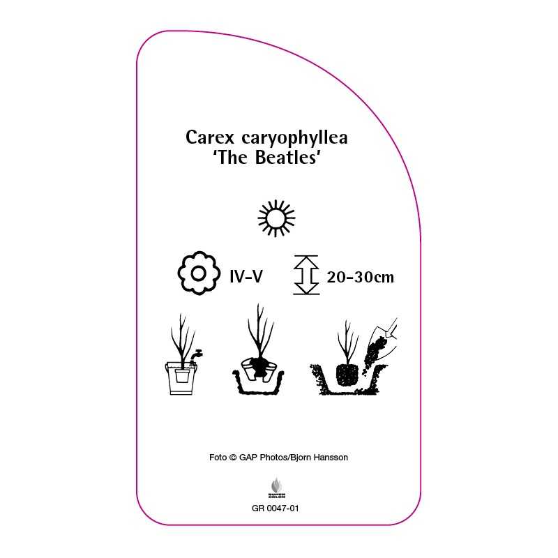 carex-caryophyllea-the-beatles-b0