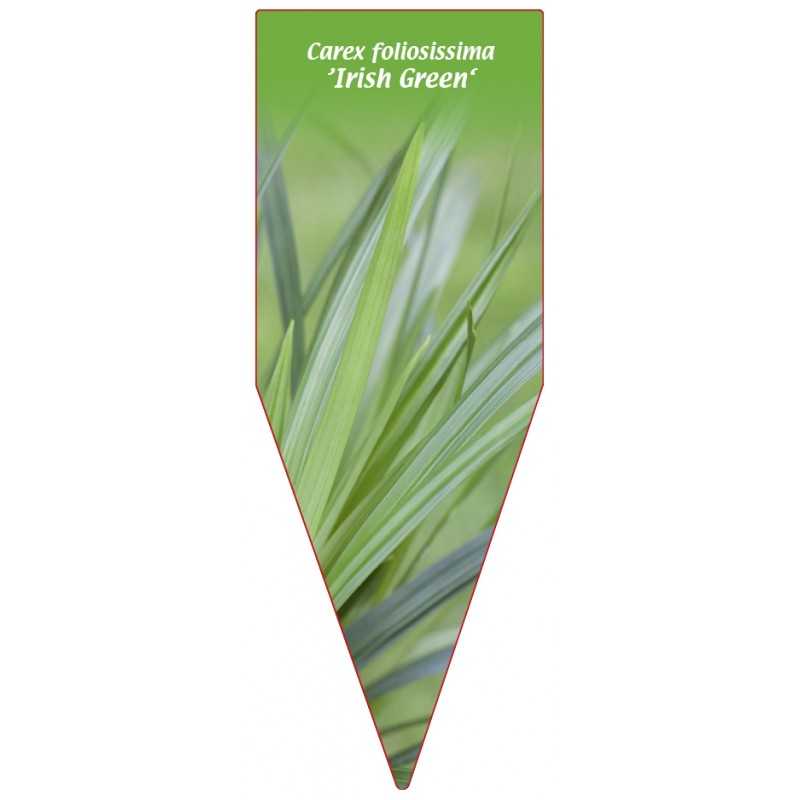 carex-foliosissima-irish-green-1