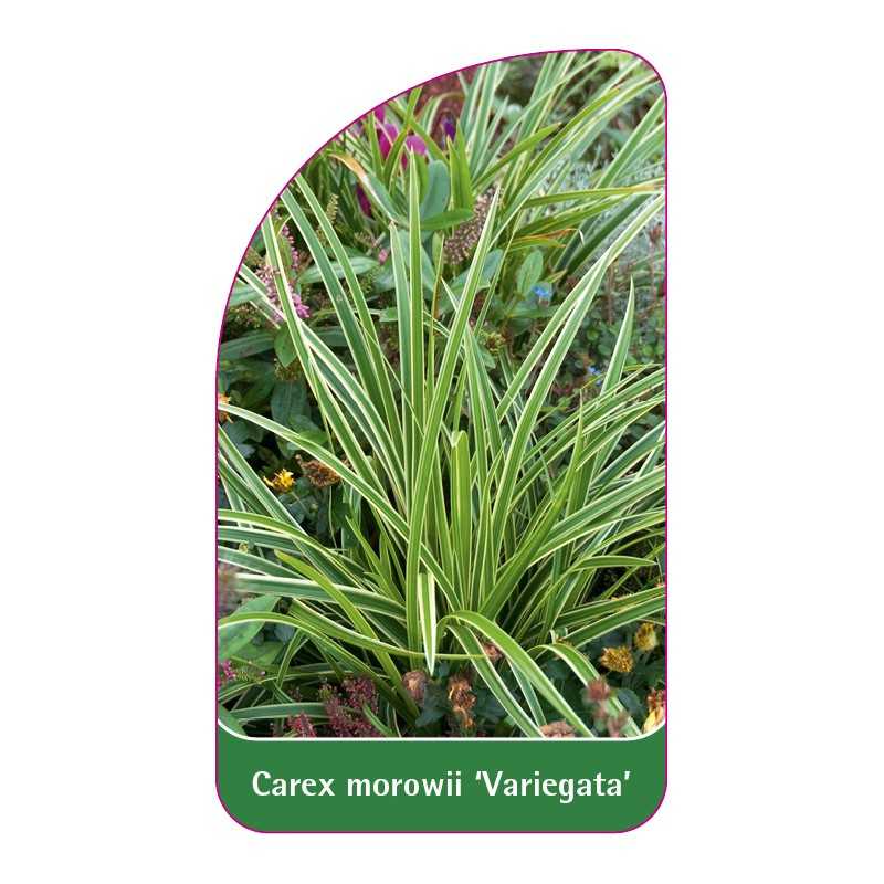 carex-morowii-variegata-1