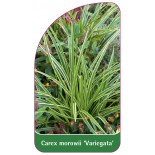 carex-morowii-variegata-1