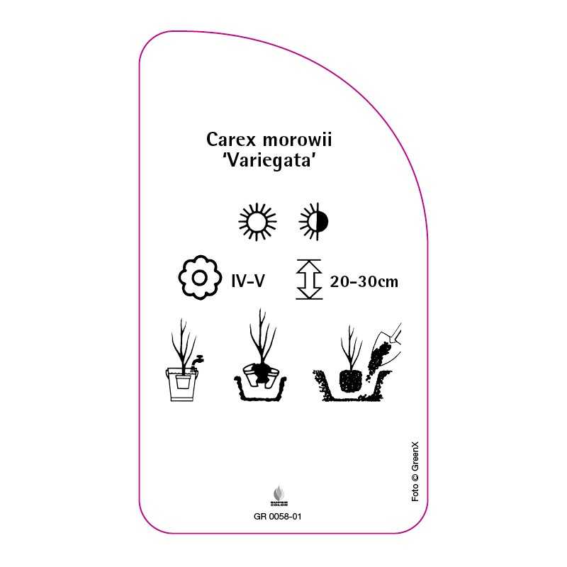 carex-morowii-variegata-0