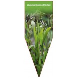 chasmanthium-latifolium1