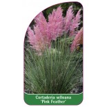 cortaderia-selloana-pink-feather-1