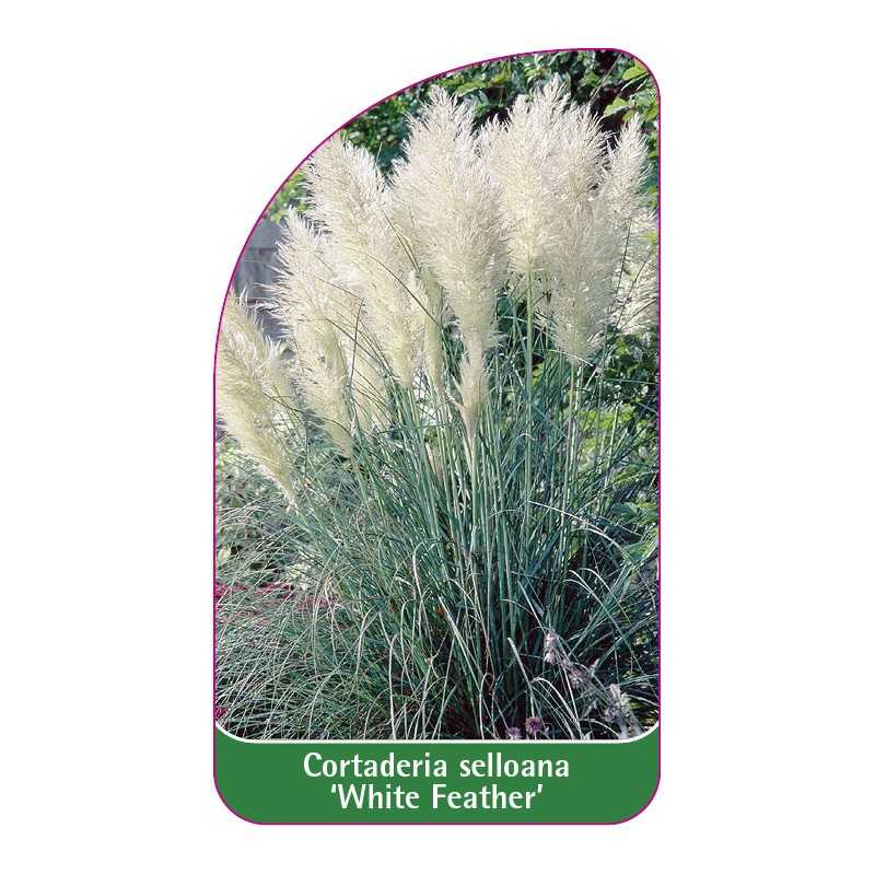 cortaderia-selloana-white-feather-1