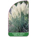 cortaderia-selloana-white-feather-1