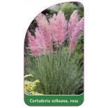 cortaderia-selloana-rosa1