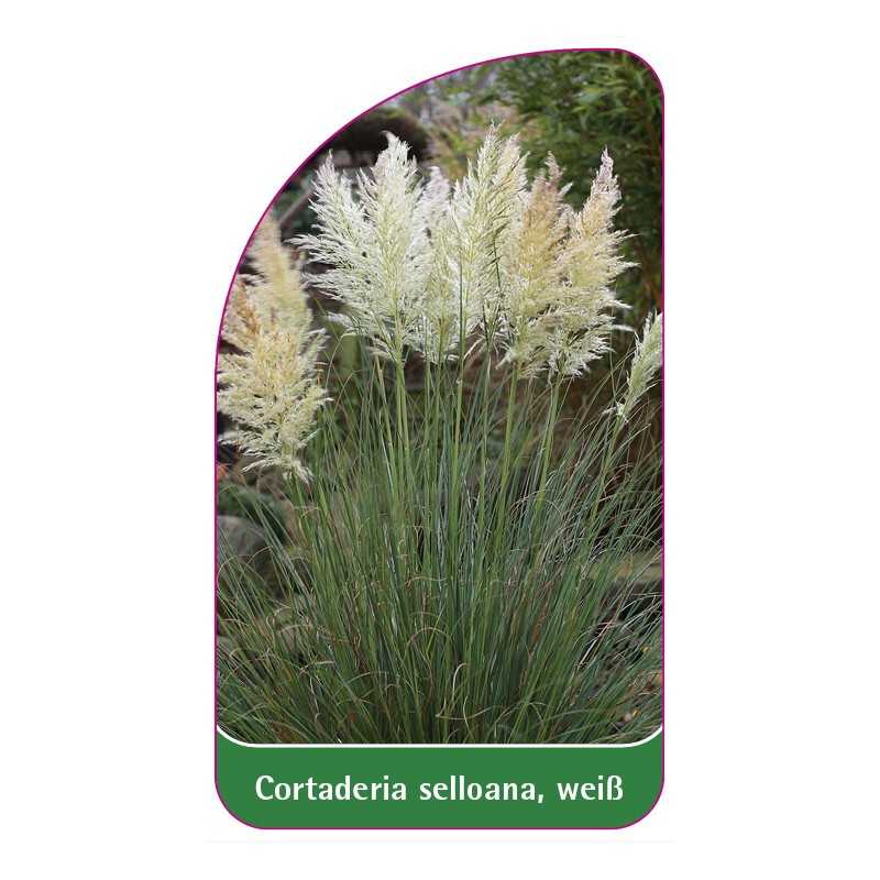 cortaderia-selloana-weiss1