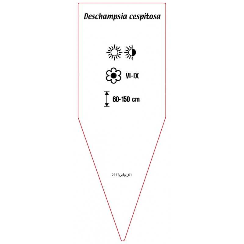deschampsia-cespitosa-b0