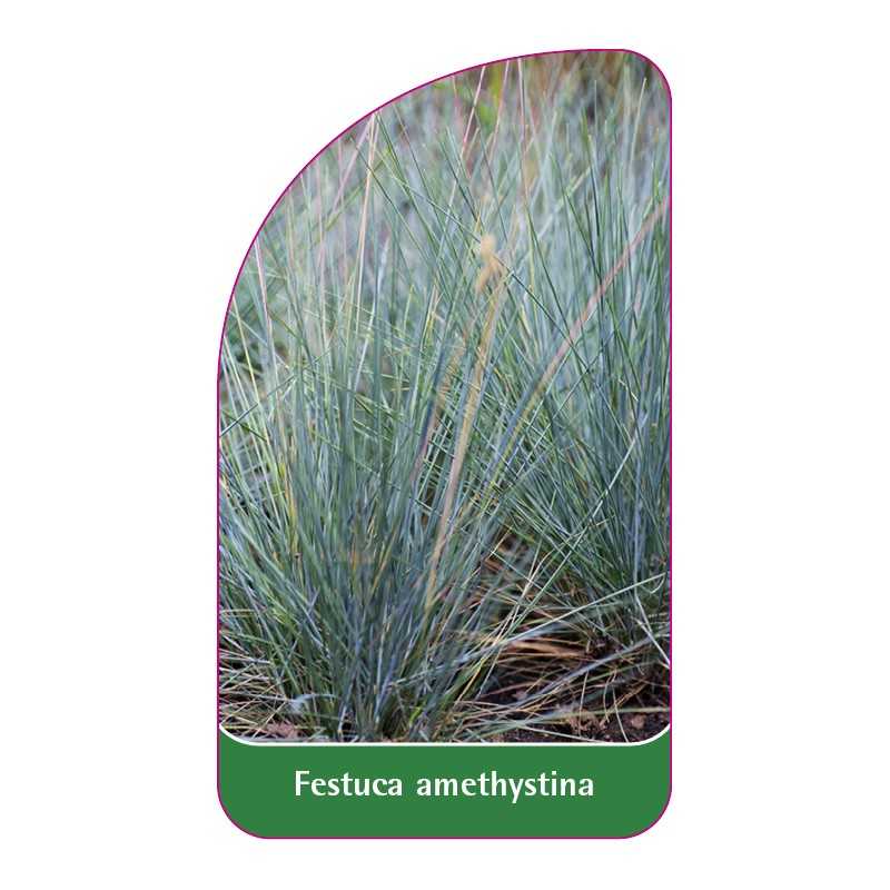 festuca-amethystina1
