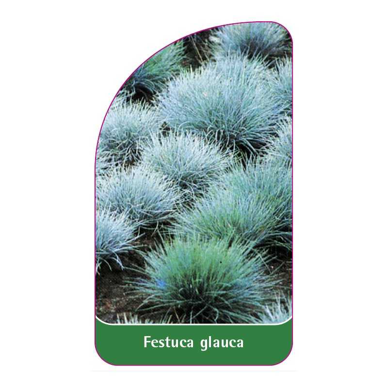 festuca-glauca1