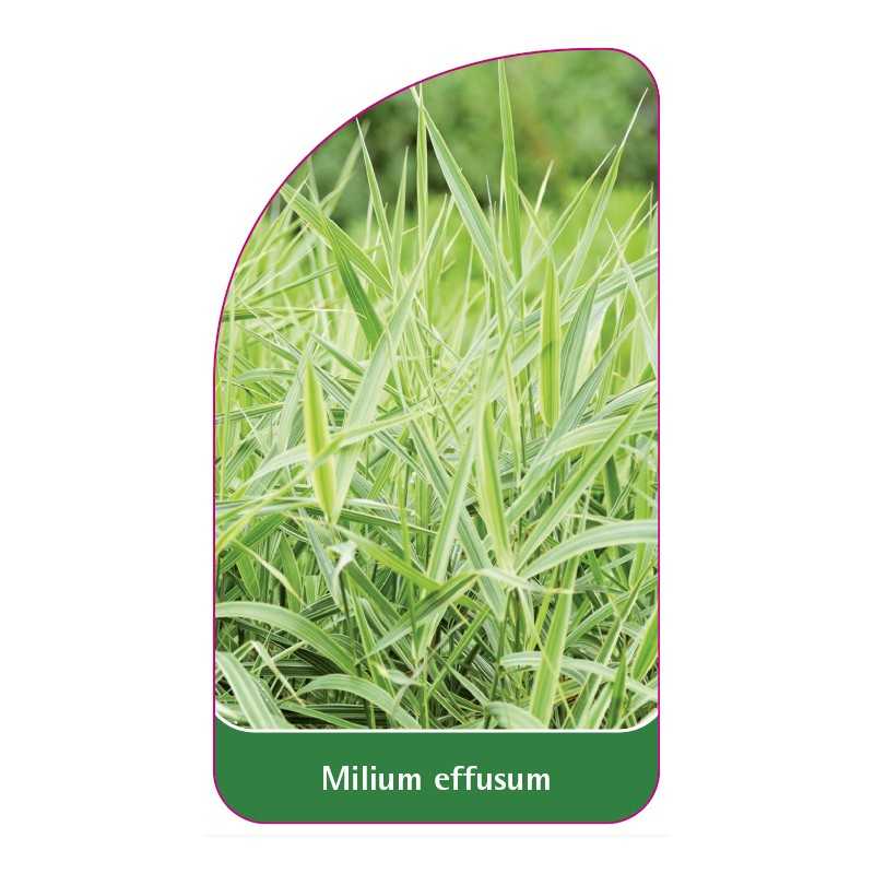 milium-effusum1