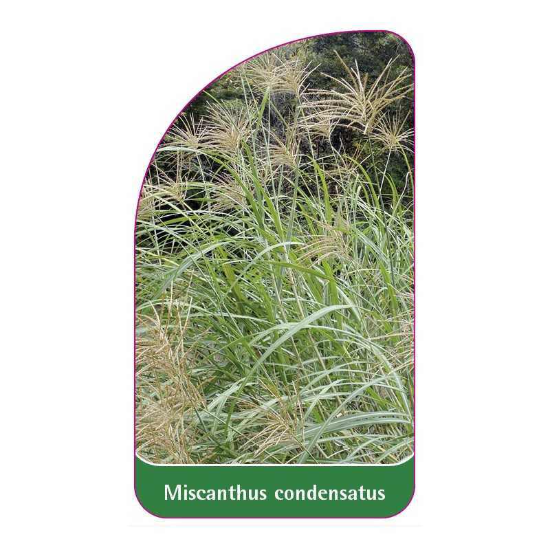 miscanthus-condensatus1