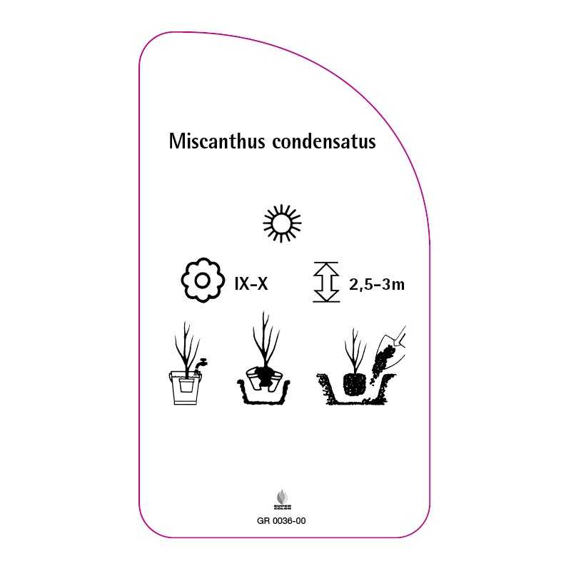 miscanthus-condensatus0