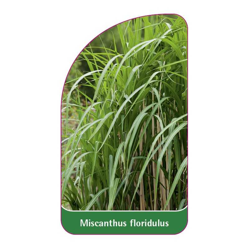 miscanthus-floridulus1