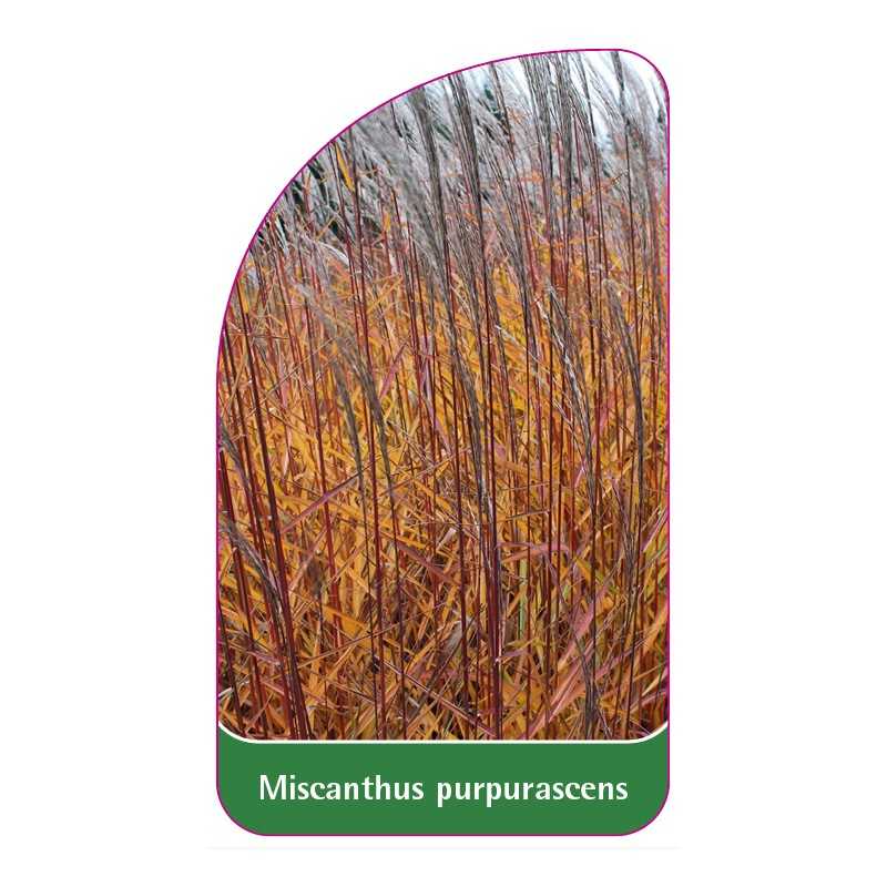 miscanthus-purpurascens1