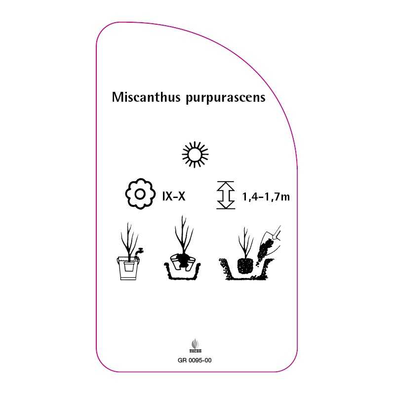 miscanthus-purpurascens0