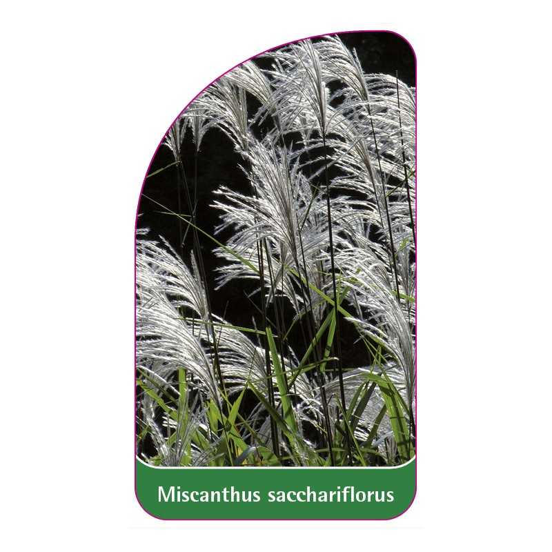 miscanthus-sacchariflorus-a1