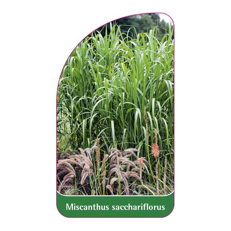 miscanthus-sacchariflorus-b1