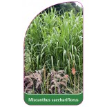 miscanthus-sacchariflorus-b1