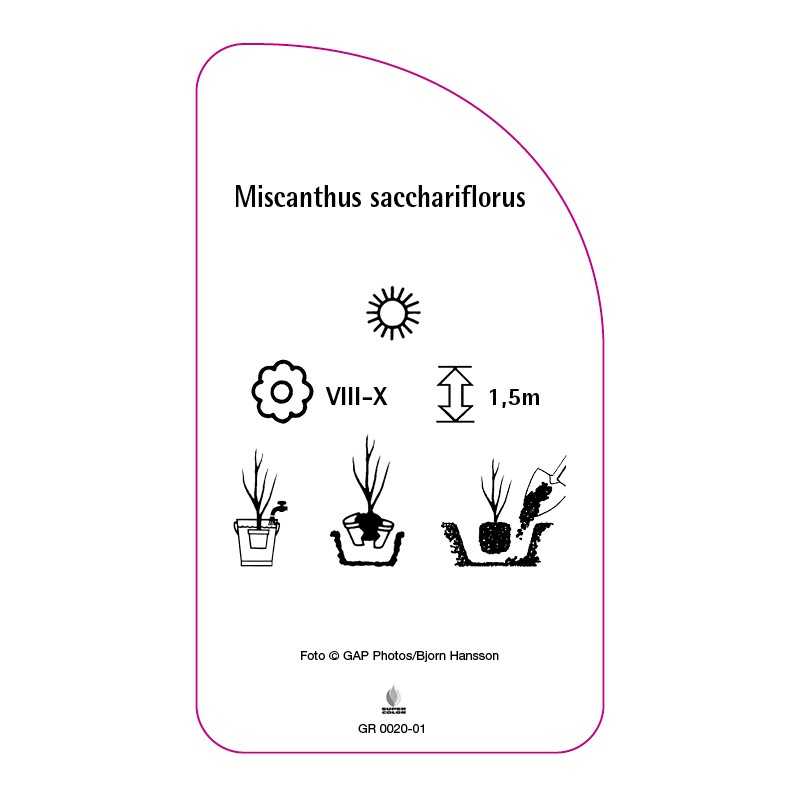 miscanthus-sacchariflorus-b0