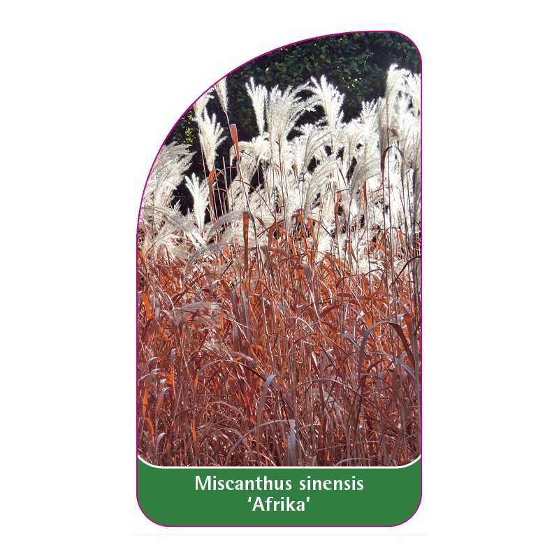 miscanthus-sinensis-afrika-1