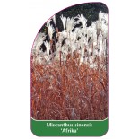 miscanthus-sinensis-afrika-1