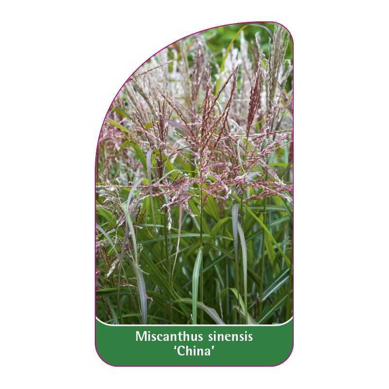 miscanthus-sinensis-china-1