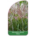 miscanthus-sinensis-china-1