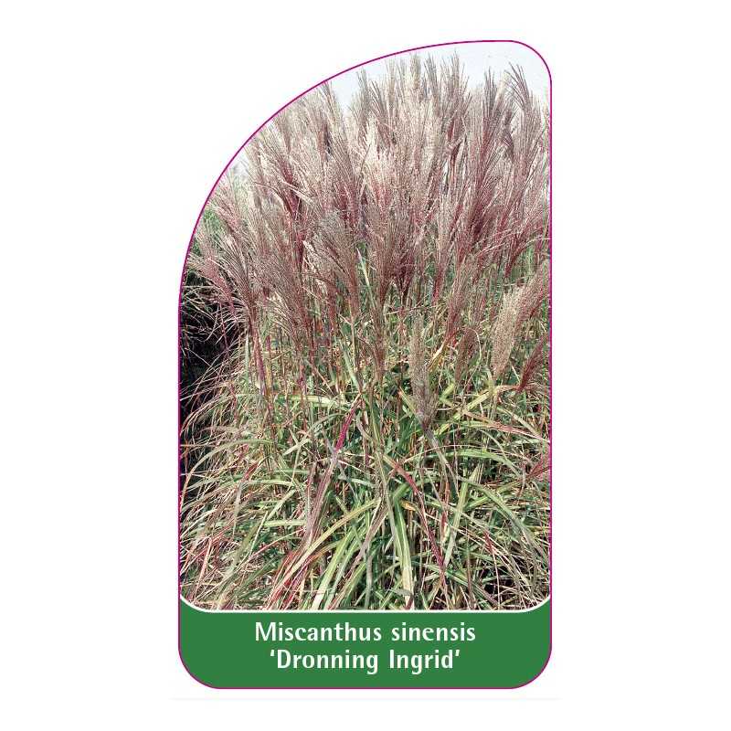 miscanthus-sinensis-dronning-ingrid-a1