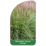 miscanthus-sinensis-george-1