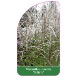 miscanthus-sinensis-goliath-1