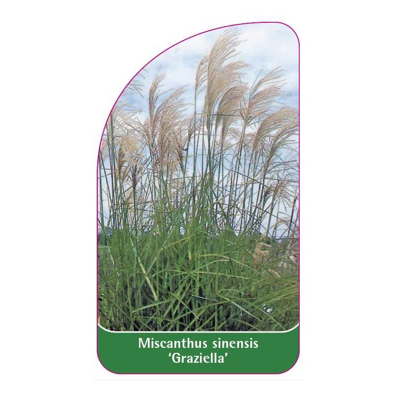 miscanthus-sinensis-graziella-1
