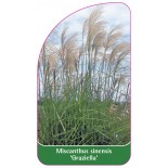 miscanthus-sinensis-graziella-1