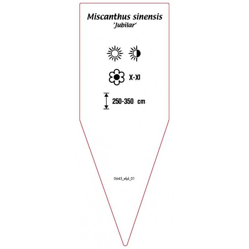 miscanthus-sinensis-jubilar-0