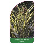miscanthus-sinensis-jubilar-1