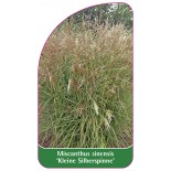 miscanthus-sinensis-kleine-silberspinne-1