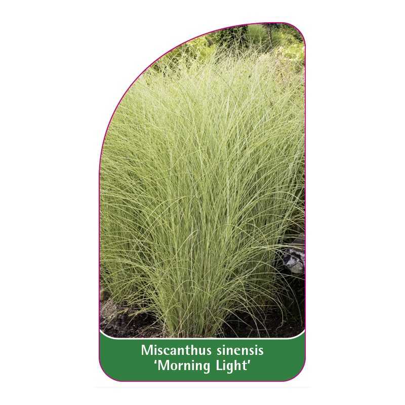 miscanthus-sinensis-morning-light-a1