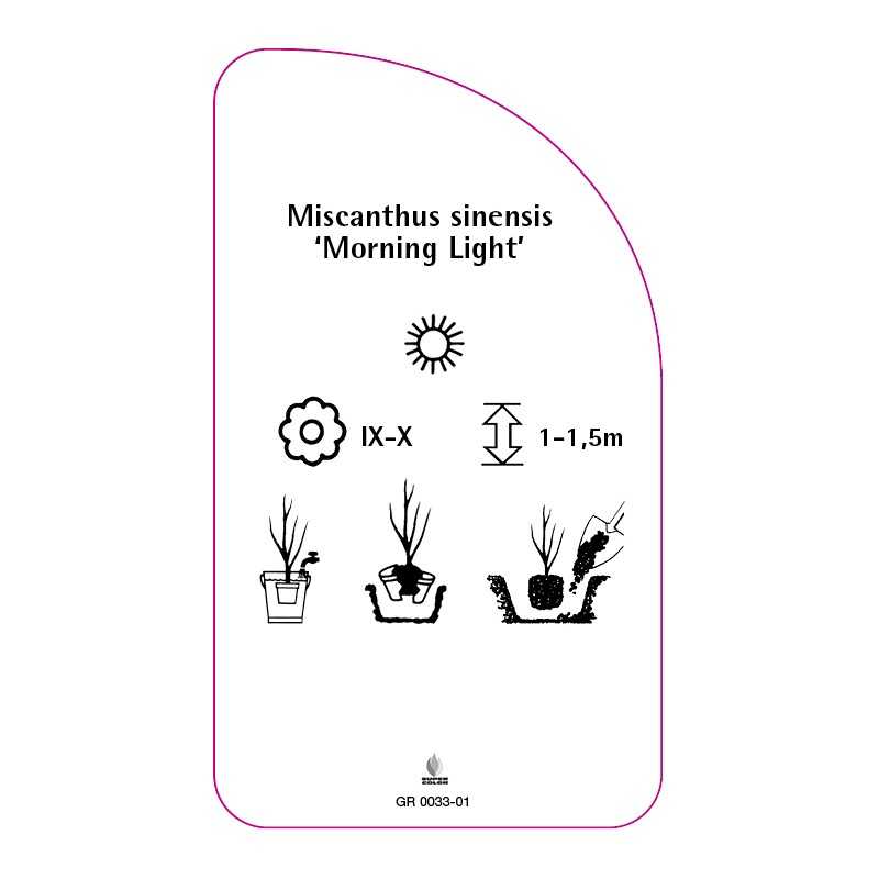 miscanthus-sinensis-morning-light-b0