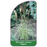 miscanthus-sinensis-nippon-1