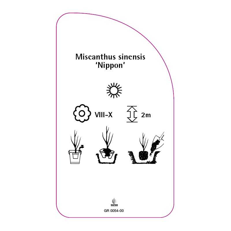miscanthus-sinensis-nippon-0