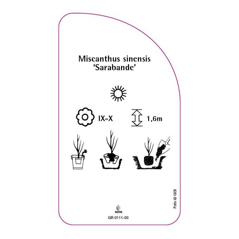 miscanthus-sinensis-sarabande-0