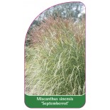miscanthus-sinensis-septemberrot-a1