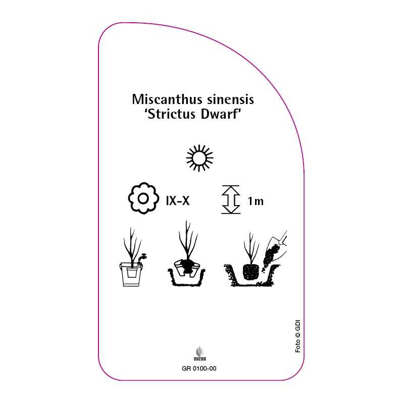 miscanthus-sinensis-strictus-dwarf-0