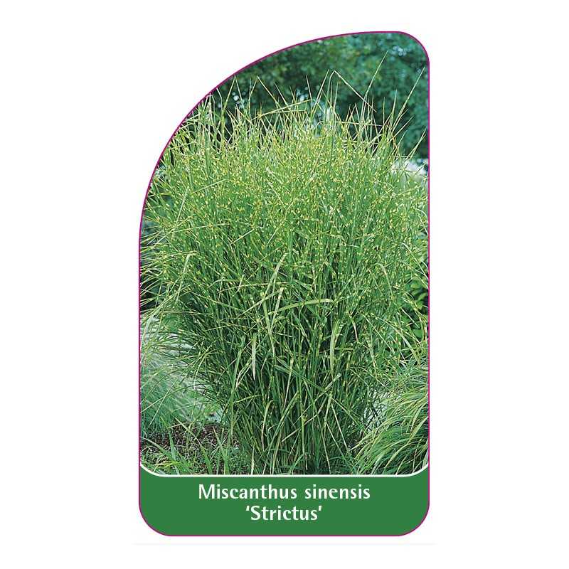 miscanthus-sinensis-strictus-1