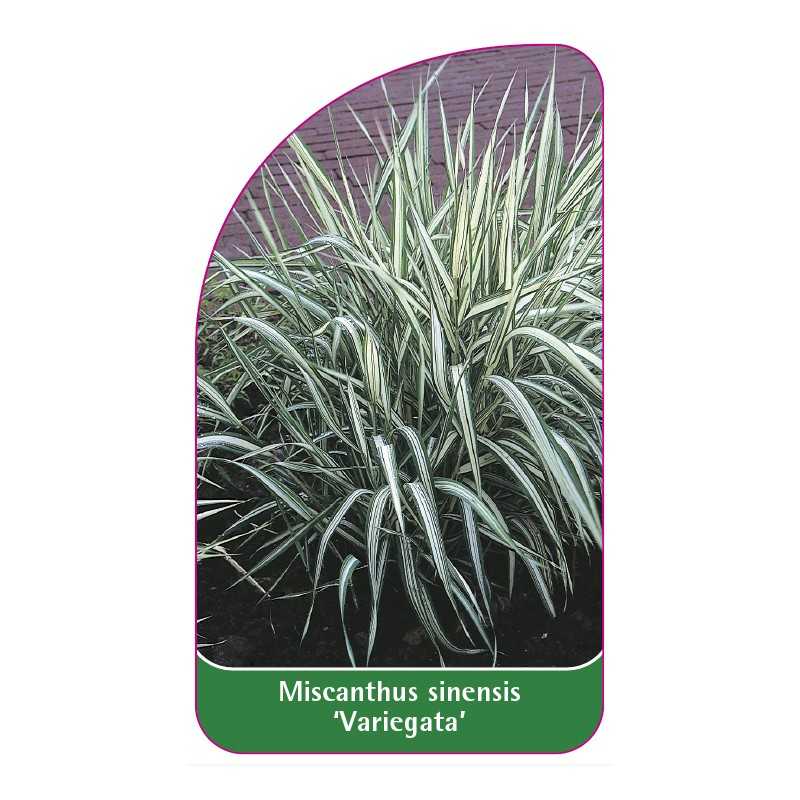 miscanthus-sinensis-variegata-a1