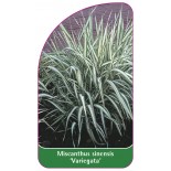 miscanthus-sinensis-variegata-a1