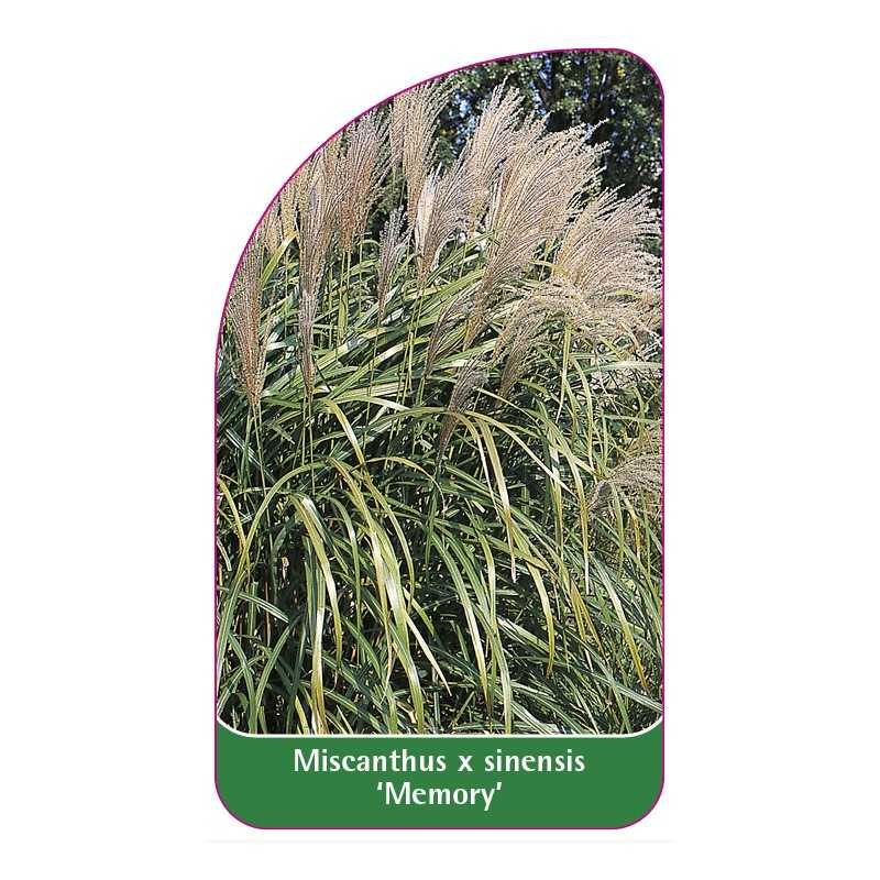 miscanthus-x-sinensis-memory-a1