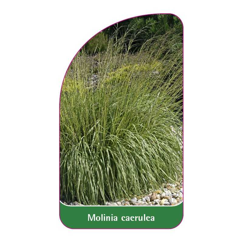 molinia-caerulea1