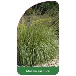 molinia-caerulea1